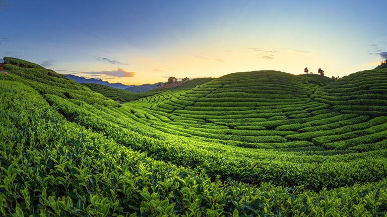 What is a Tea Plantation? Explore Nature's Brew - My Tea Haven