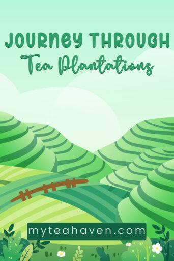 Tea Plantation 01