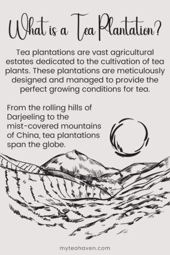 Tea Plantation 02