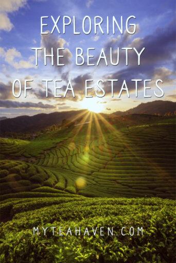 Tea Plantation 03