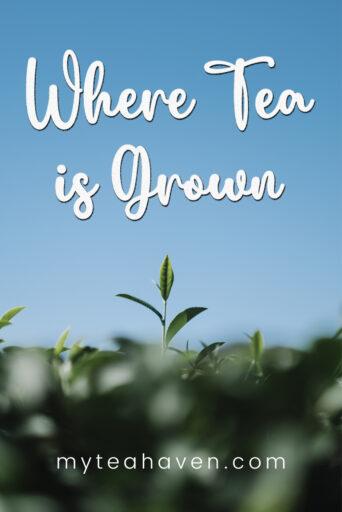Where Tea Is Grown 03