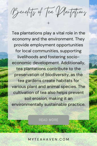 Tea Plantation 04