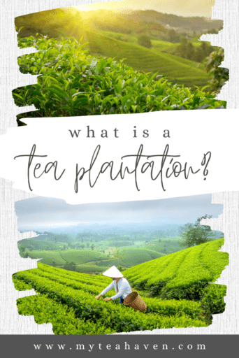 Tea Plantation 05